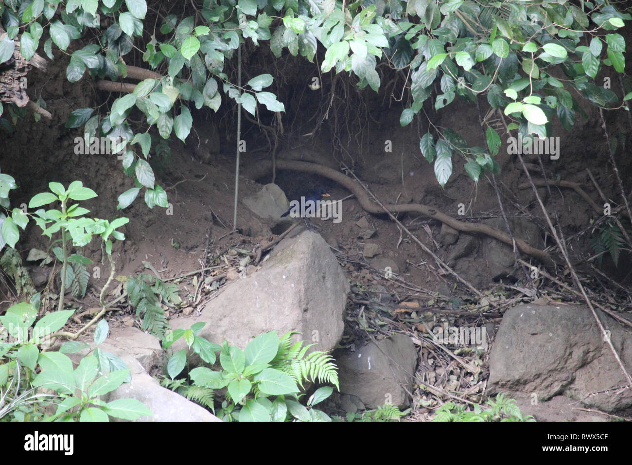 L'atmosfera di una foresta pluviale tropicale vicino al mio villaggio dove una volta vivevo Foto Stock