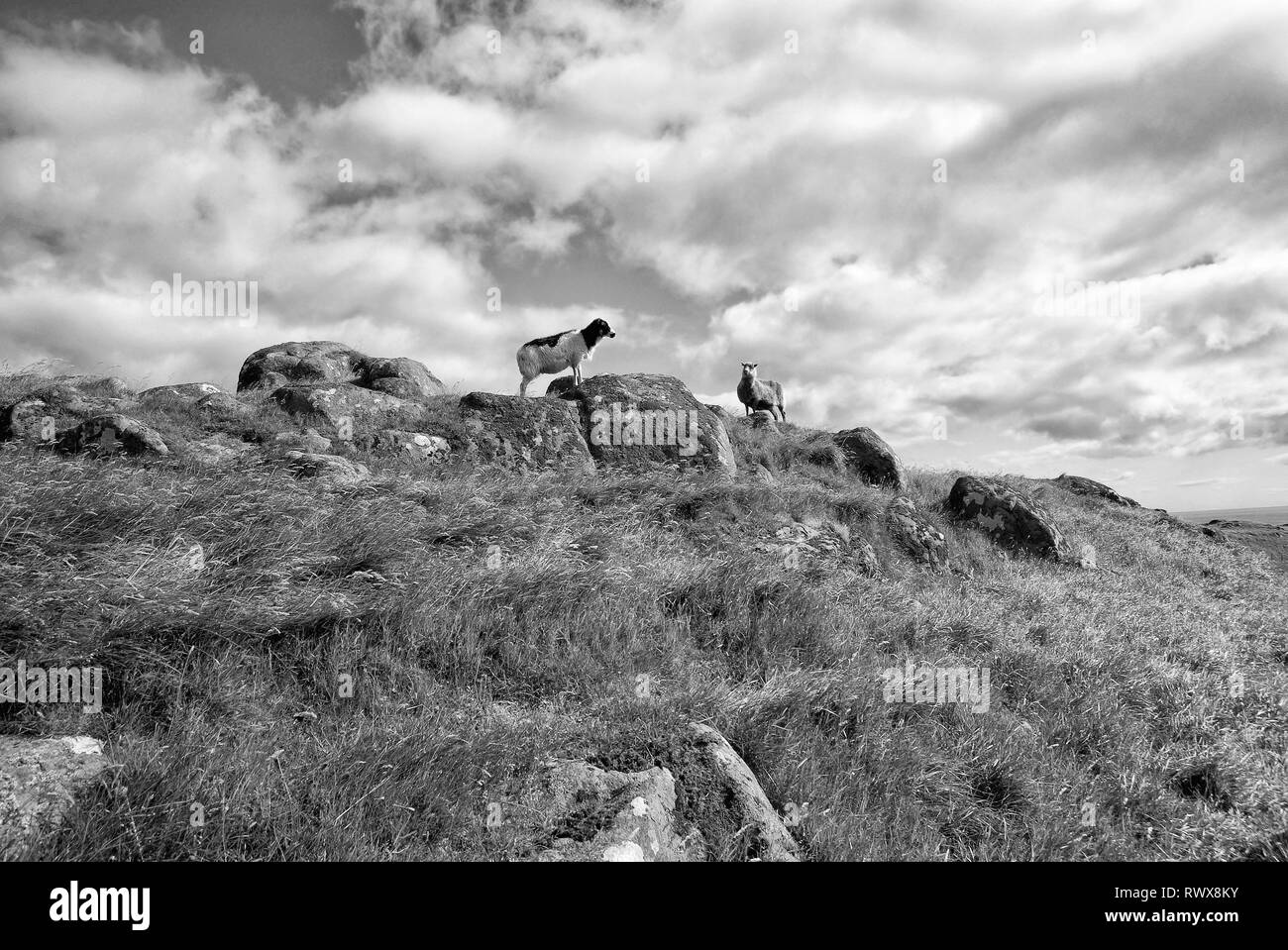 Pecore animali con lana permanente sulla collina o montagna top con erba verde e pietre blu su sfondo con cielo nuvoloso nelle isole Faerøer Foto Stock
