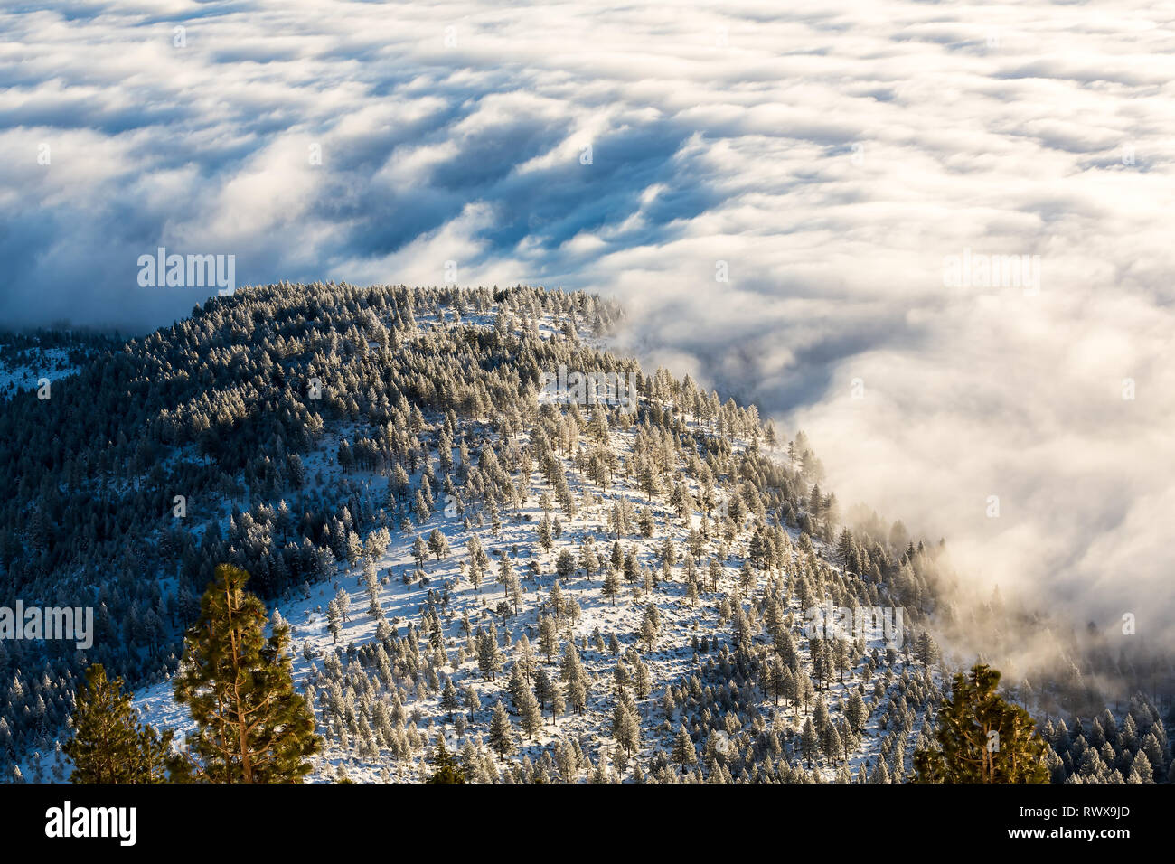 Inversione di nebbia e pogonip hoarfrosted alberi in inverno Foto Stock