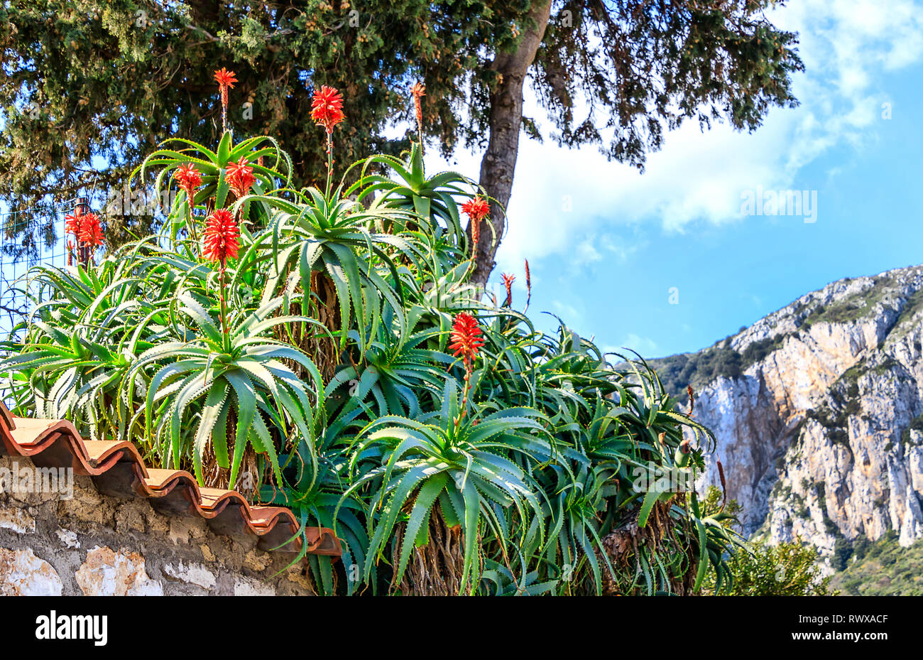 Italia - Capri paesaggio con la fioritura Aloe Arborescens, o candelabri Aloe o impianto di torcia, è approvato una pianta medicinale e una medicina popolare Remedy Foto Stock