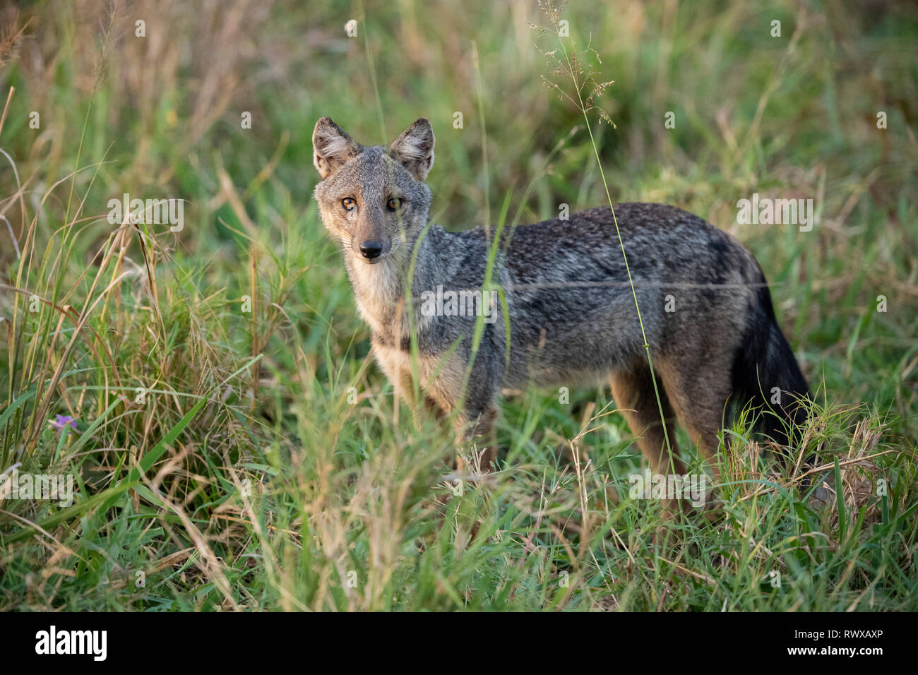 Side-striped jackal, Canis adustus, Kidepo Valley National Park, Uganda Foto Stock