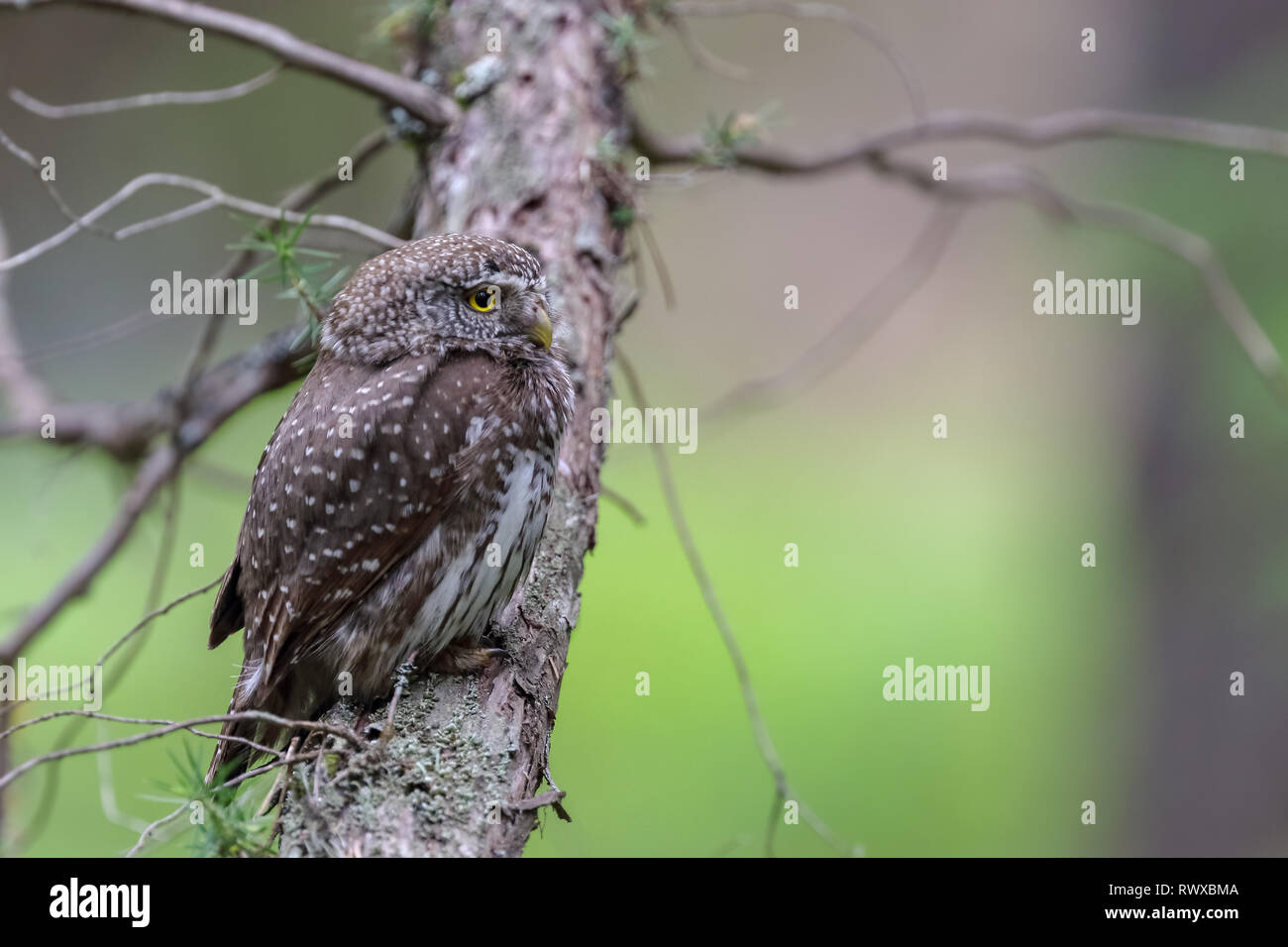 Eurasian Gufo pigmeo Foto Stock