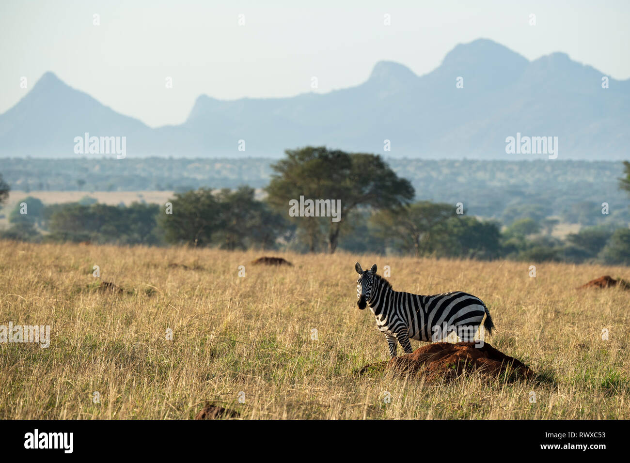 La Burchell zebra, Equus burchellii, Kidepo Valley National Park, Uganda Foto Stock