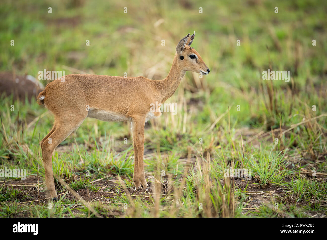 , Oribi Ourebia ourebi, Kidepo Valley National Park, Uganda Foto Stock
