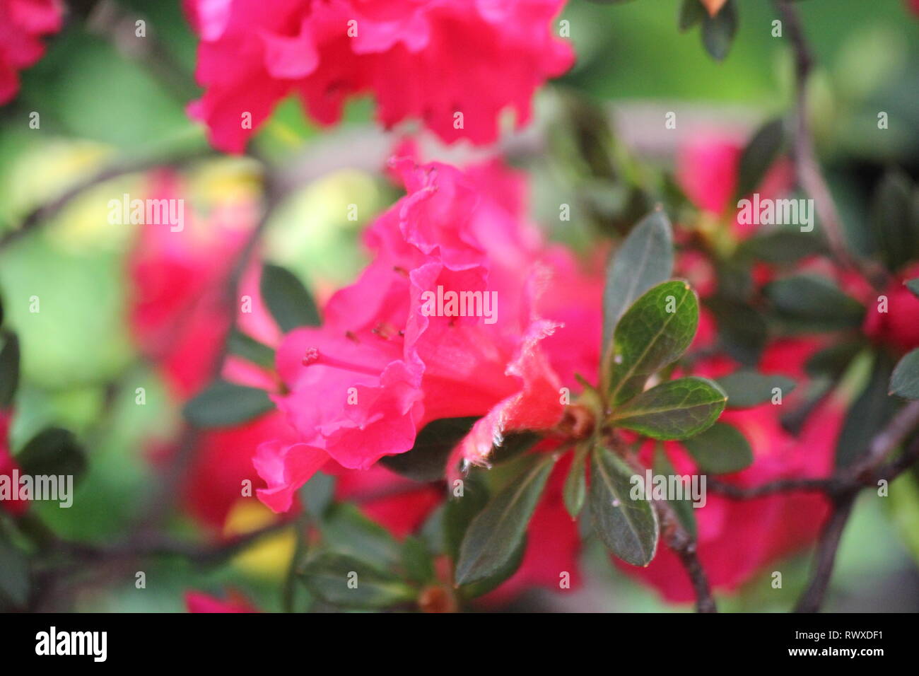 Rhododendron 'Ala Rossa' azalea fiore di primavera in piena fioritura. Foto Stock