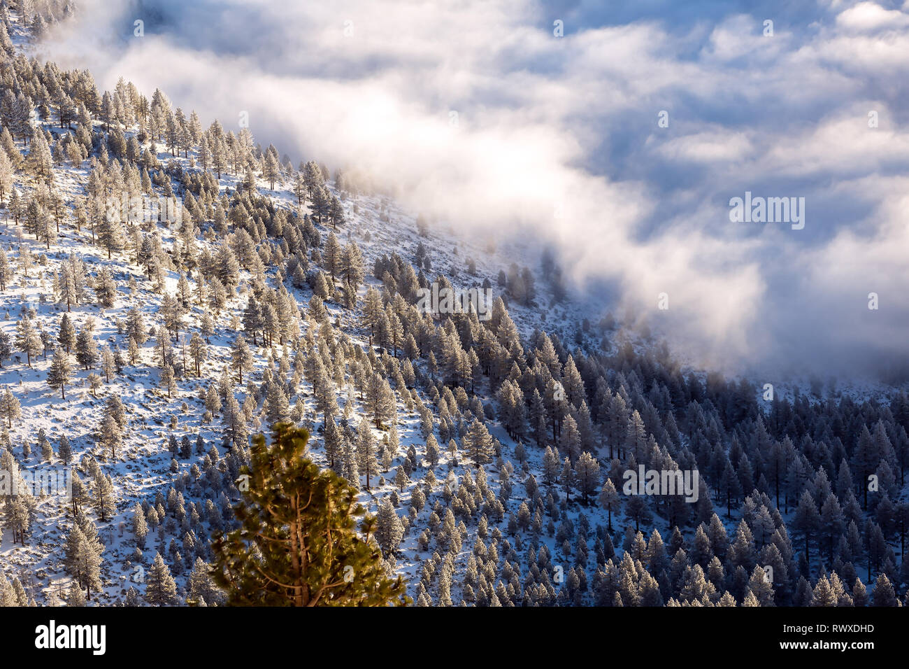 Inversione di nebbia e pogonip hoarfrosted alberi in inverno Foto Stock