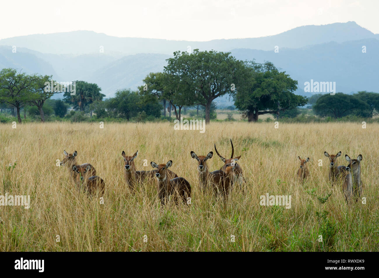 Allevamento di defassa waterbuck, Kobus ellipsiprymnus defassa, Kidepo Valley National Park, Uganda Foto Stock