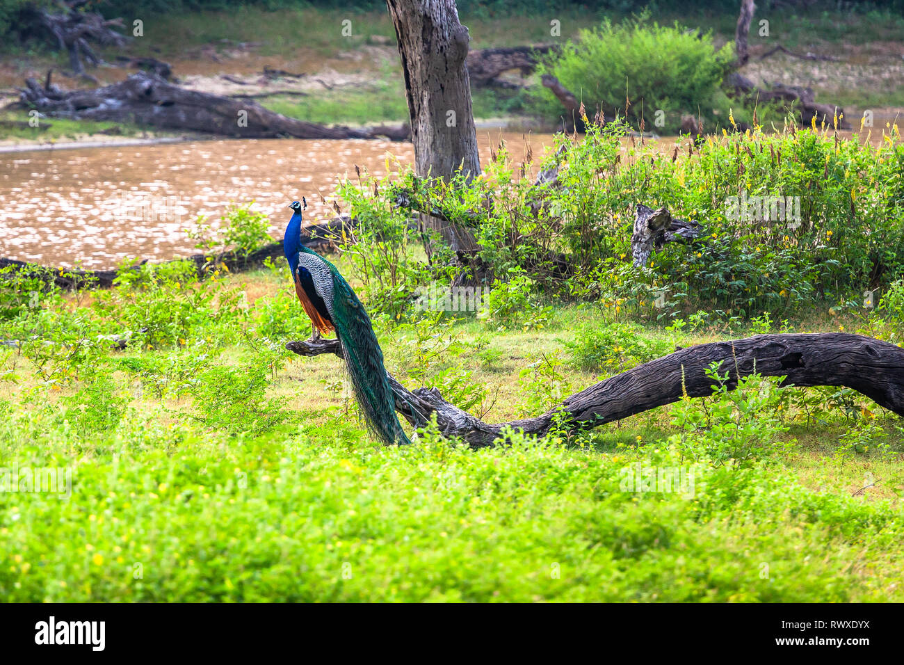 Peacock. Yala National Park. Lo Sri Lanka. Foto Stock