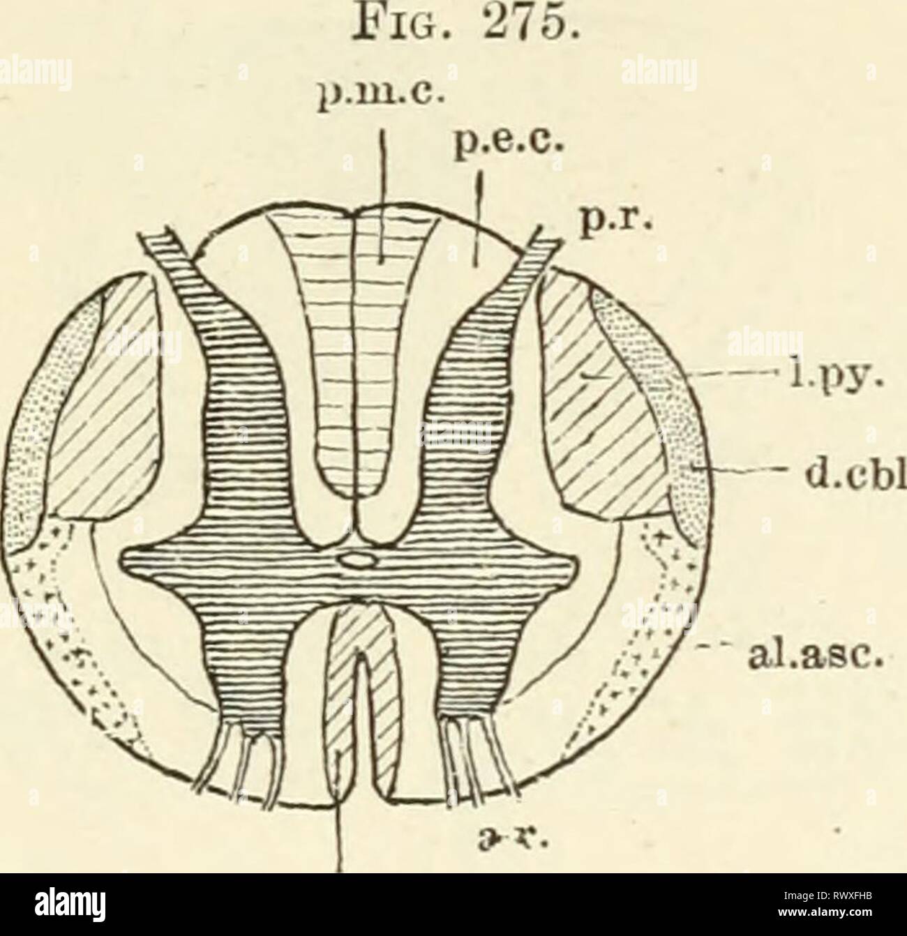Elementi di fisiologia umana (1907) Elementi di fisiologia umana elementsofhumanp05star Anno: 1907 il midollo spinale 599 anteriore e postero-colonne laterali è prodotta. Queste sono le sezioni anteriore o diretta e attraversato tratti piramidale. Le fibre che compongono tali tratti sono derivate da cellule piramidali nel motore area della corteccia cerebrale, e ci sono- fore trovato degenerata se la zona del motore della corteccia è distrutto. Il attraversato tratti piramidale sono derivati dall'altro lato della corteccia cerebrale e hanno attraversato la linea mediana in corrispondenza della parte inferiore del midollo, all'pyramida Foto Stock
