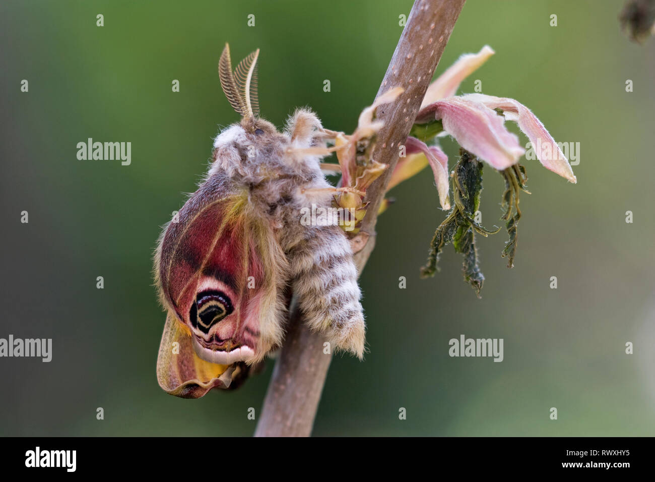 L'imperatore Tarma (Saturnia pavonia) Foto Stock