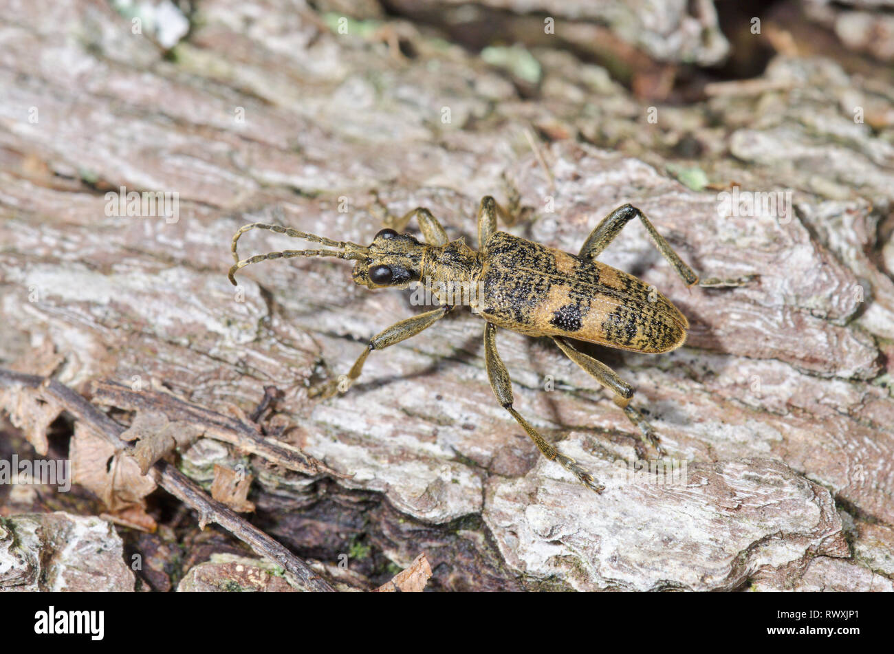 Macchie nere Longhorn Beetle (Rhagium mordax) Cerambycidae. Sussex, Regno Unito Foto Stock