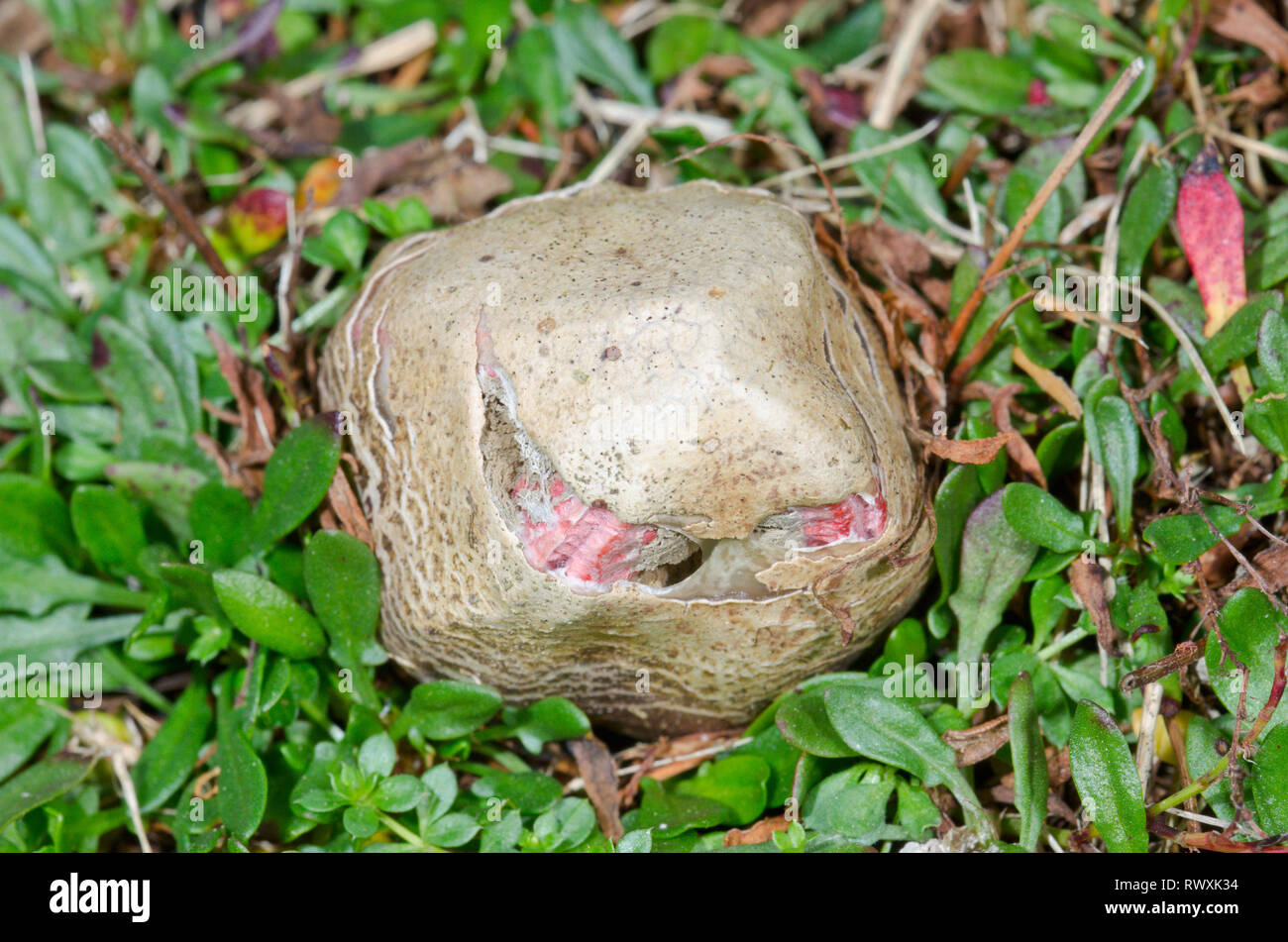 Lo sviluppo di uovo del diavolo le dita o Octopus Stinkhorn Fungo (Clathrus archeri). Sussex, Regno Unito Foto Stock