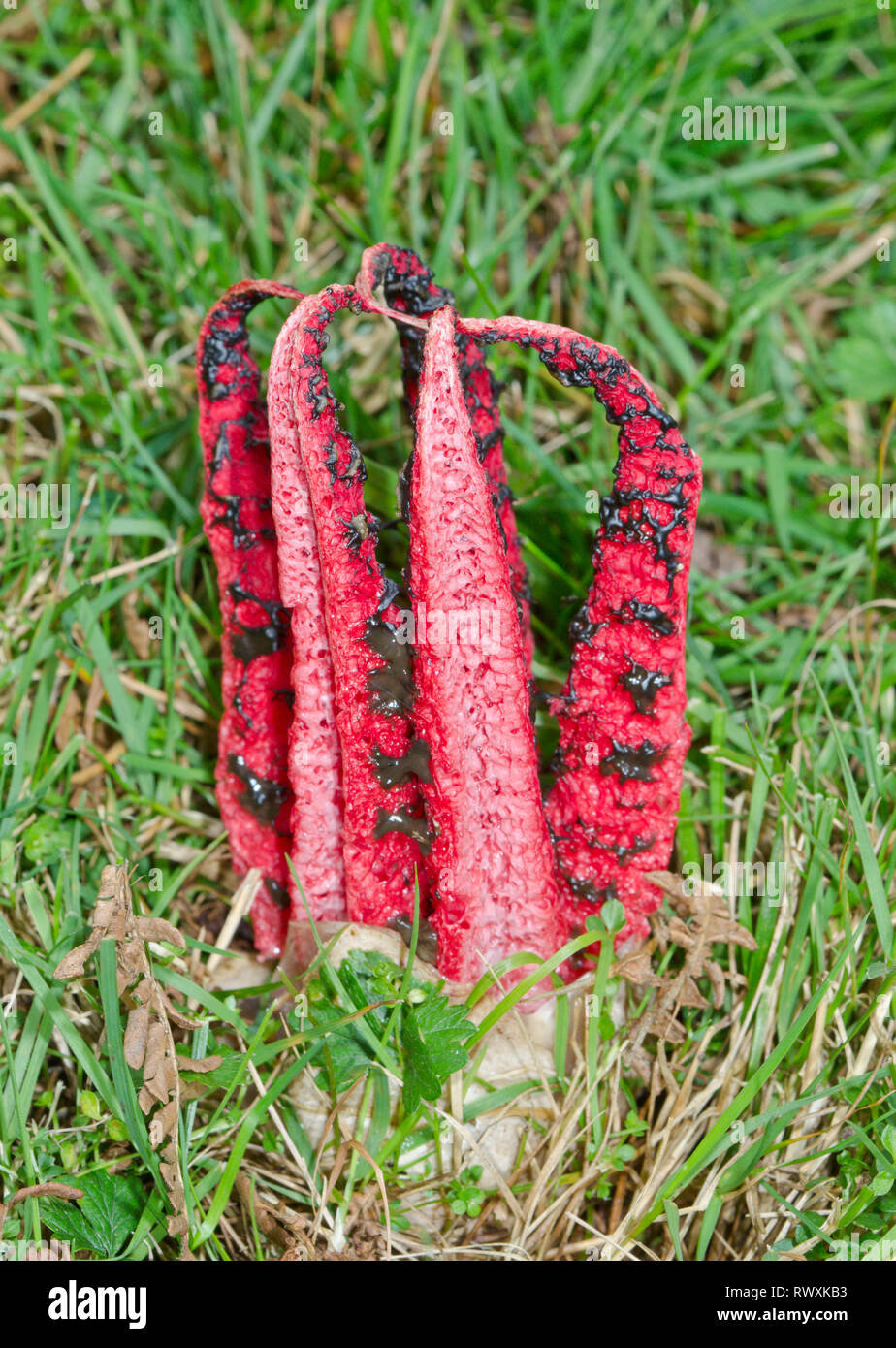 Devil's dita o Octopus Stinkhorn Fungo (Clathrus archeri). Sussex, Regno Unito Foto Stock