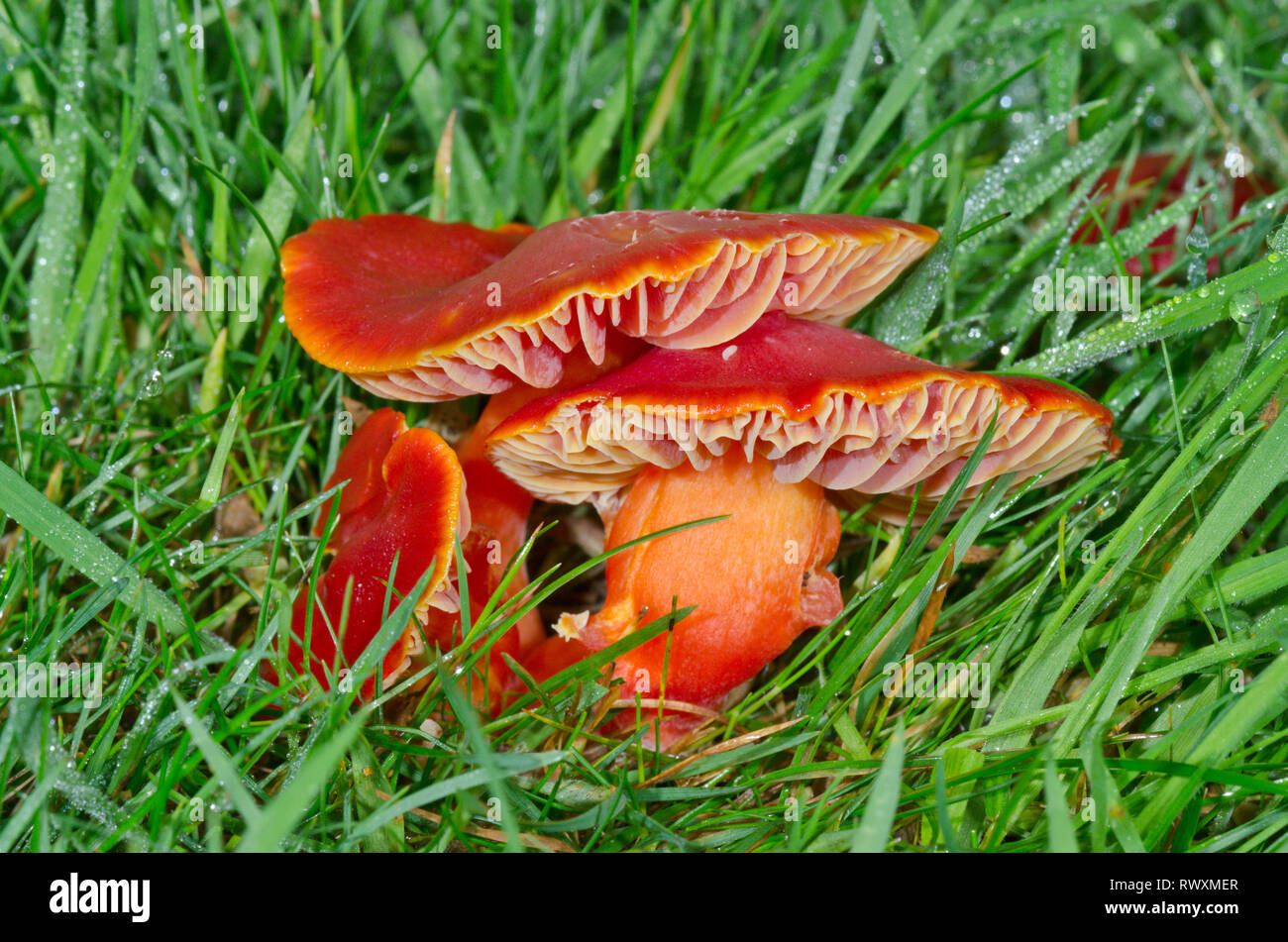 Scarlet Waxcap fungo (Hygrocybe coccinea). Hygrophoraceae, Sussex, Regno Unito Foto Stock
