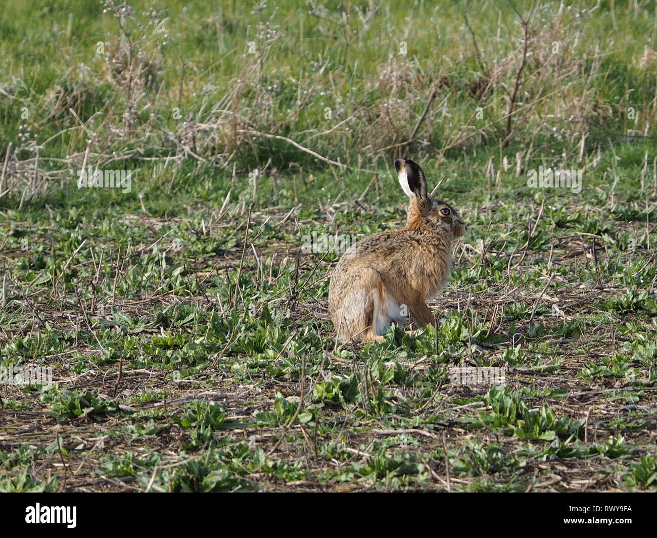 Harty, Kent, Regno Unito. 8 Marzo, 2019. Regno Unito: Meteo a marzo lepre su una mattina di sole in Elmley, Kent. Credito: James Bell/Alamy Live News Foto Stock