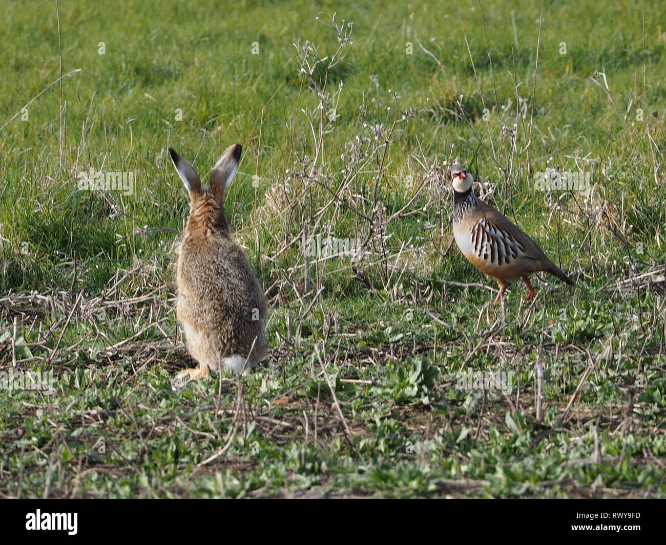 Harty, Kent, Regno Unito. 8 Marzo, 2019. Regno Unito Meteo: una mattina di sole in Elmley, Kent. Un pernici rosse prende un sguardo lateralmente in corrispondenza di una lepre. Credito: James Bell/Alamy Live News Foto Stock