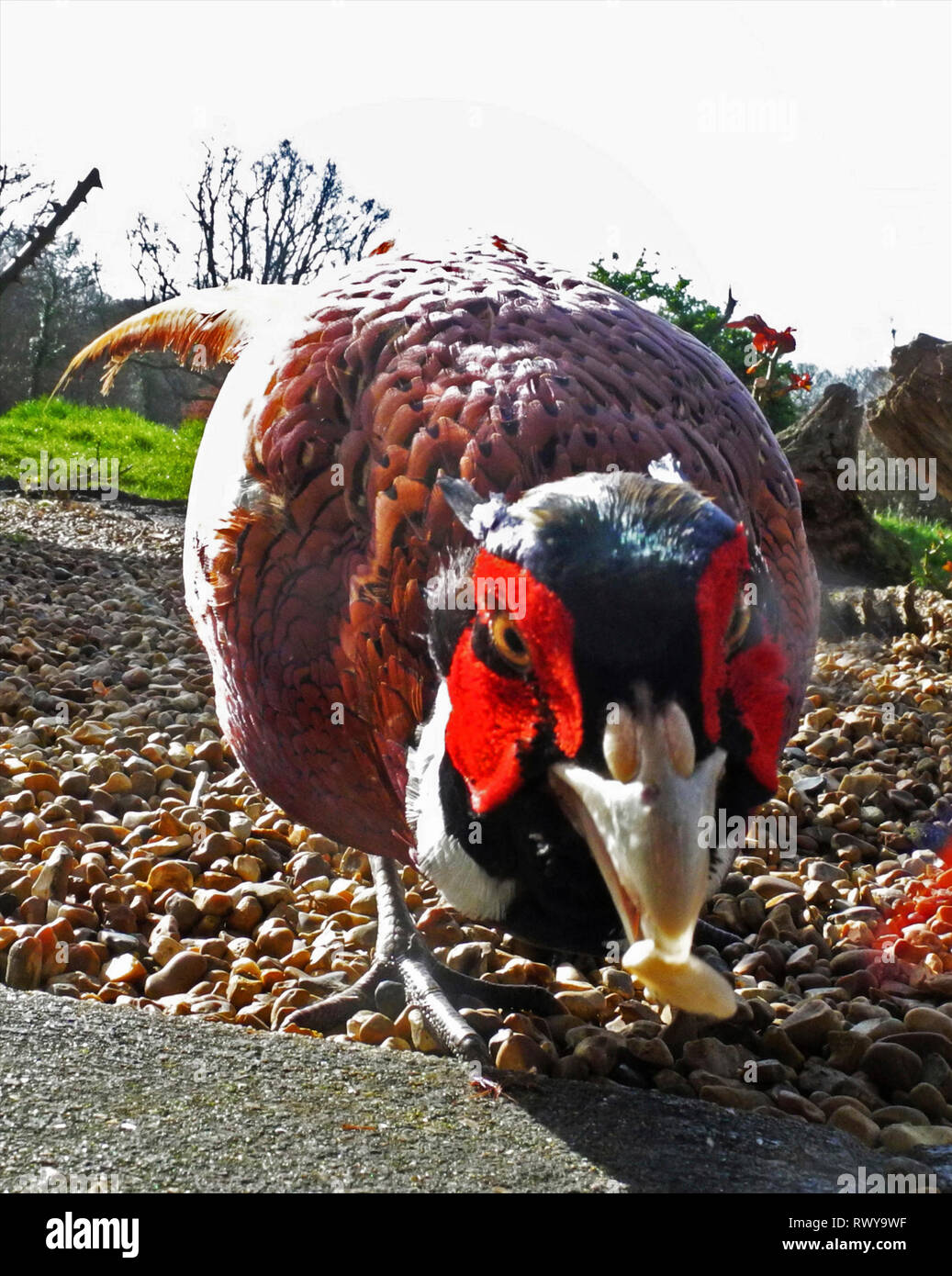 Ogni anno quando la Caccia ai faggiani stagione ha concluso Wildlife Photographer David Cole vede un cordiale nuovo arrivo sul suo uccello tabella di alimentazione nella sua casa nelle vicinanze del Petworth nel West Sussex.. Si tratta di "Percy' o forse "su di Percy' una Wild Pheasant che prende il cibo dalla mano con una particolare predilezione per le arachidi. E si è chiesto dove i dinosauri è andato ...... Foto Stock