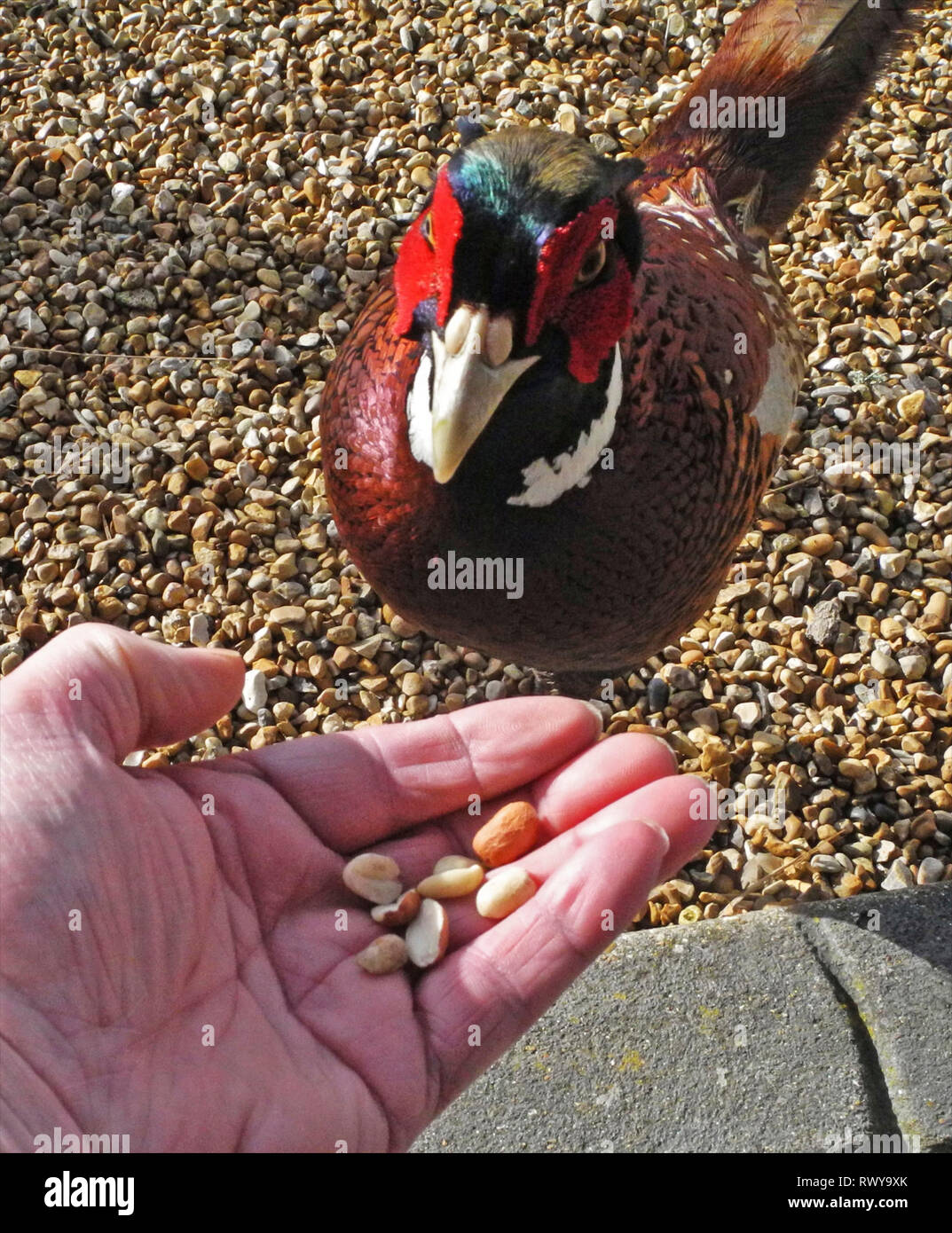Ogni anno quando la Caccia ai faggiani stagione ha concluso Wildlife Photographer David Cole vede un cordiale nuovo arrivo sul suo uccello tabella di alimentazione nella sua casa nelle vicinanze del Petworth nel West Sussex. Si tratta di "Percy' o forse "su di Percy' una Wild Pheasant che prende il cibo dalla mano con una particolare predilezione per le arachidi. Foto Stock