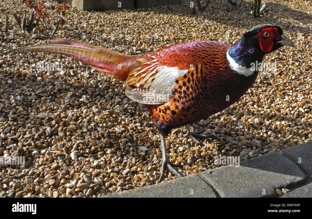 Ogni anno quando la Caccia ai faggiani stagione ha concluso Wildlife Photographer David Cole vede un cordiale nuovo arrivo sul suo uccello tabella di alimentazione nella sua casa nelle vicinanze del Petworth nel West Sussex. Si tratta di "Percy' o forse "su di Percy' una Wild Pheasant che prende il cibo dalla mano con una particolare predilezione per le arachidi. Foto Stock