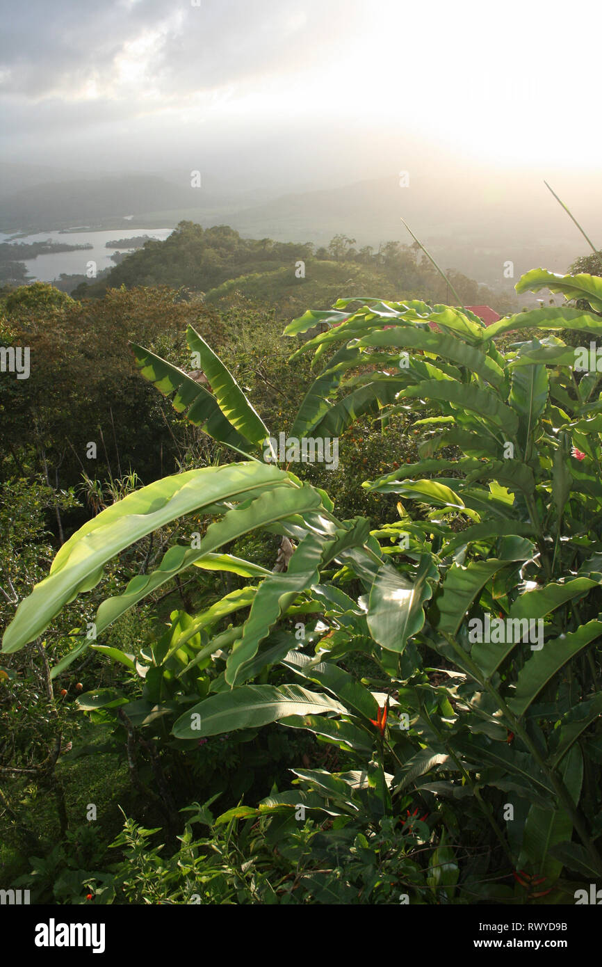 Una lussureggiante vegetazione tropicale, Costa Rica Foto Stock