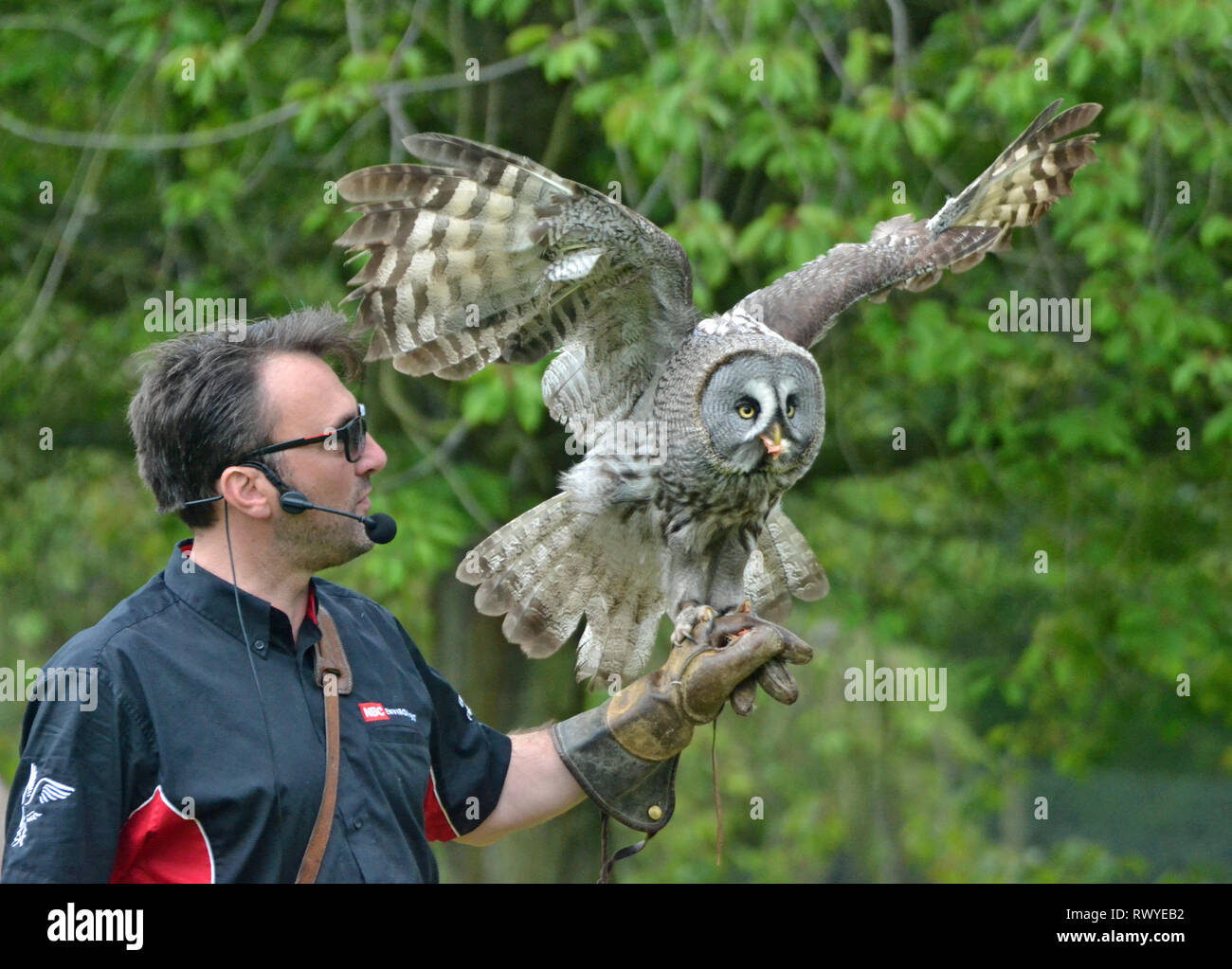 Grande Gufo grigio in uccelli rapaci flyling display all Africa viva, il Wild Animal Park, Kessingland, Suffolk, Regno Unito Foto Stock