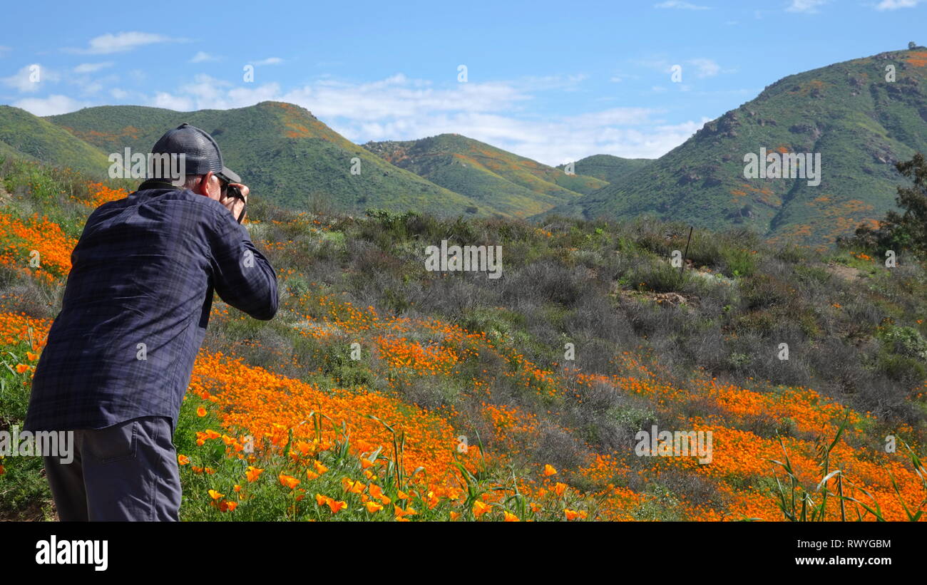 Persona non identificabili di scattare le foto della California super bloom Foto Stock