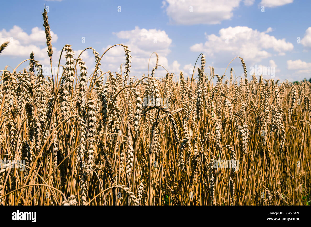 Giallo campo di segale sfondo immagine Foto Stock