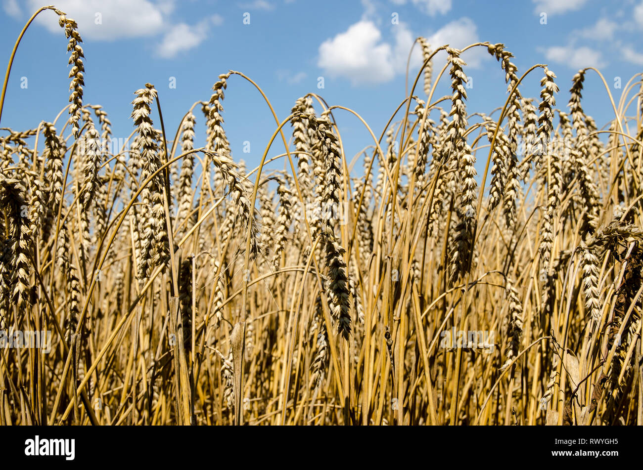 Giallo campo di segale sfondo immagine Foto Stock