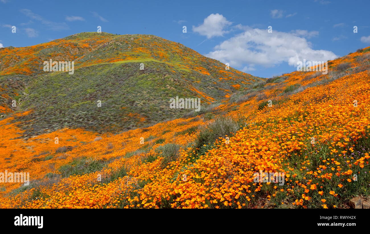 Arancio fiori di papavero sotto un cielo blu durante il 2019 California super bloom Foto Stock