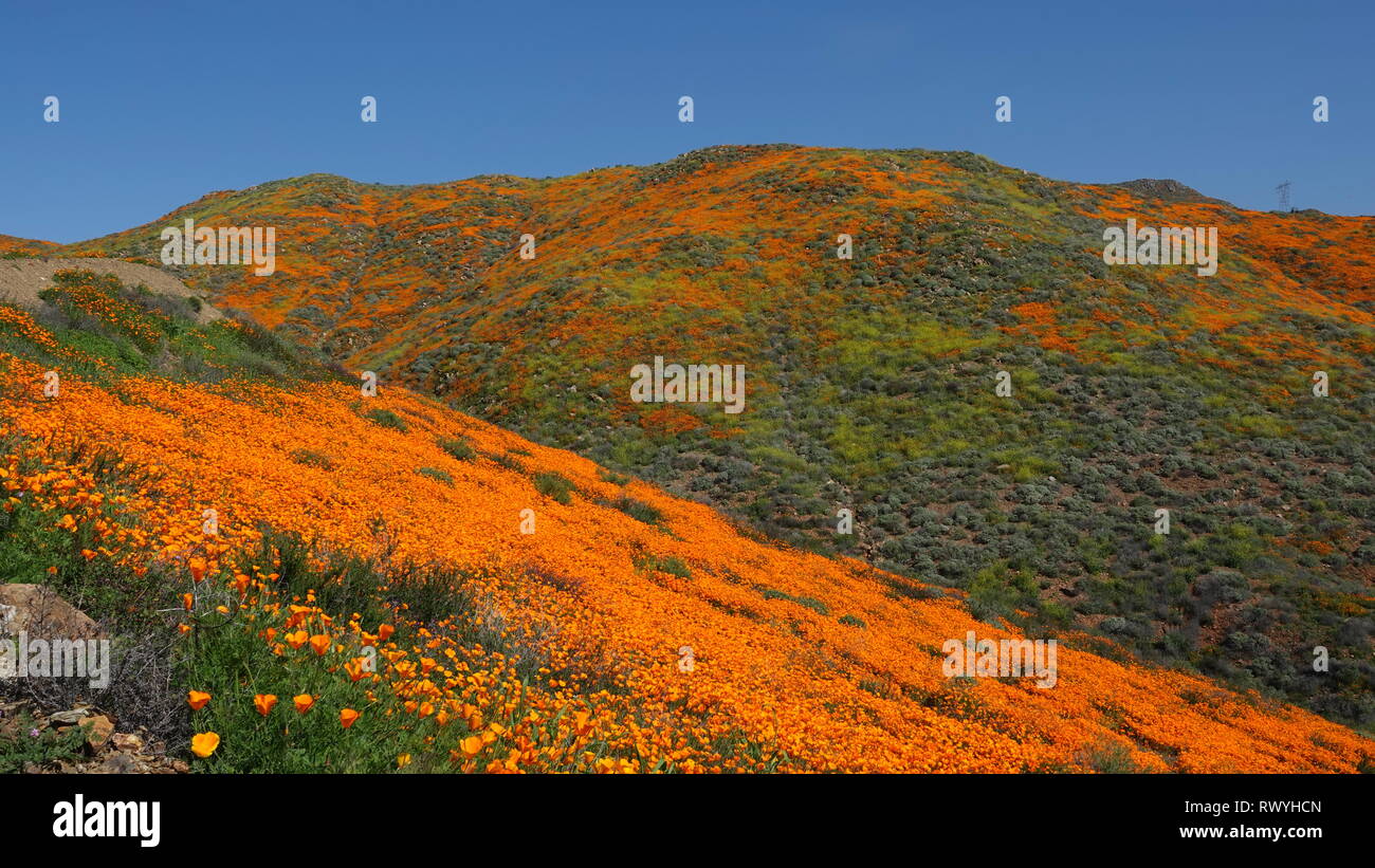 Arancio fiori di papavero sotto un cielo blu durante il 2019 California super bloom Foto Stock
