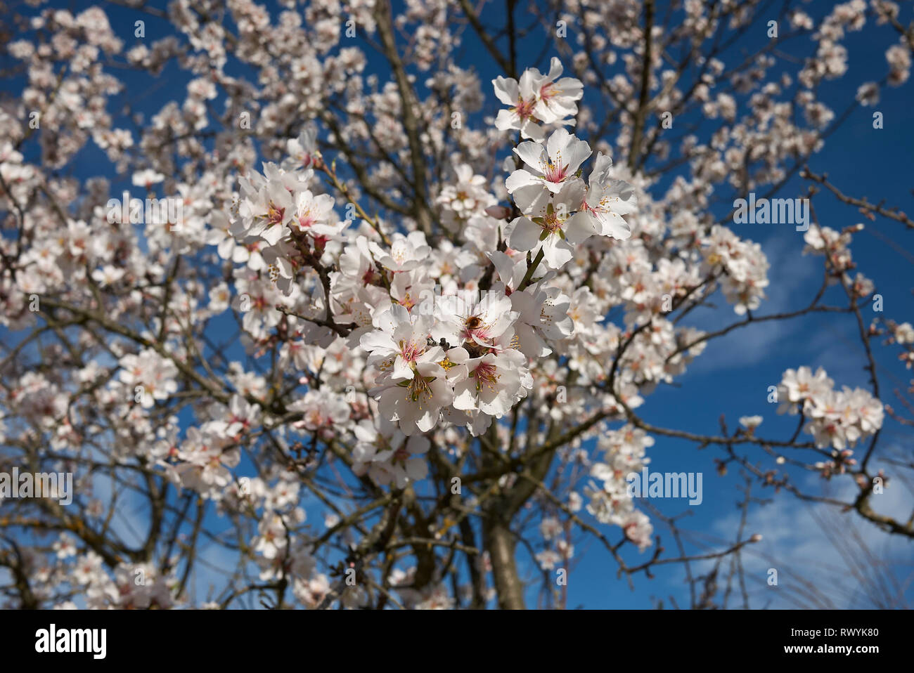 Prunus dulcis fiori bianchi Foto Stock