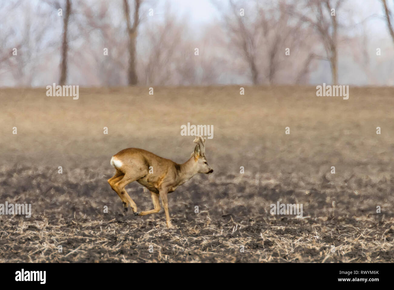 Wild il capriolo (Capreolus capreolus) in un campo Tempo di primavera Foto Stock