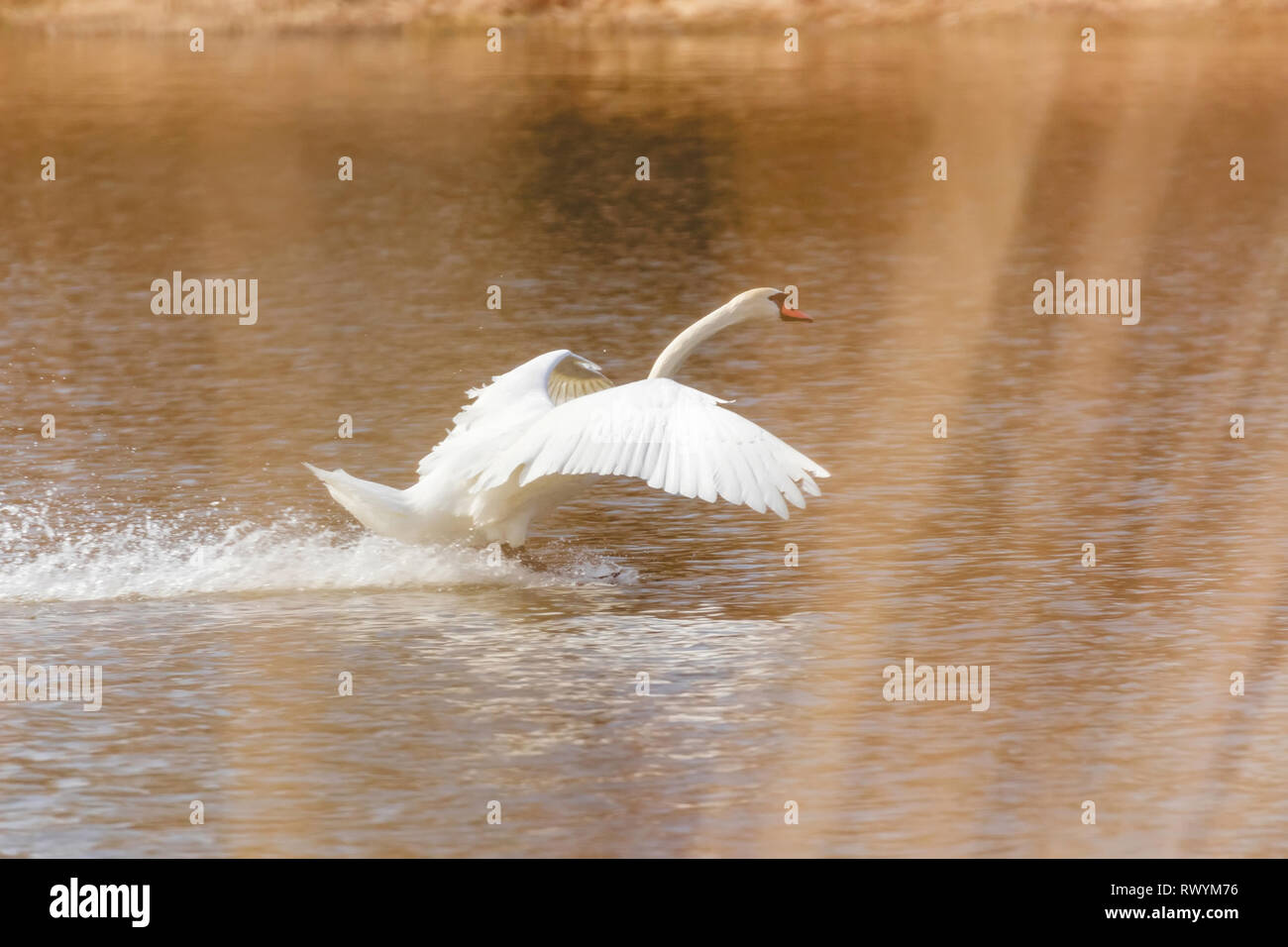 Swan lo sbarco su acqua Foto Stock