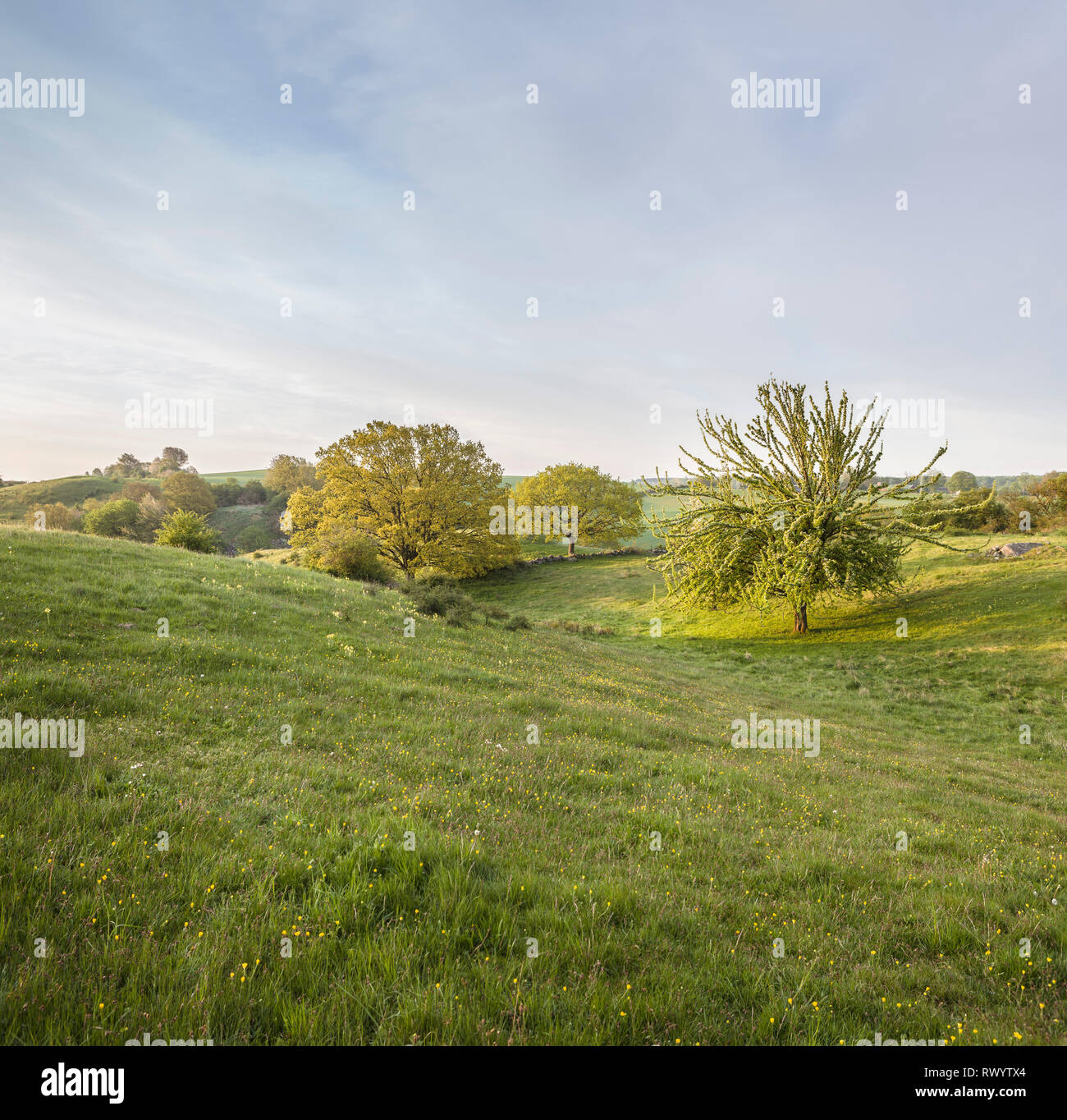 Bellissimo paesaggio pastorale presso le colline di Brosarp (Brösarps backar), Osterlen, Skane, Svezia. La Scandinavia. Foto Stock