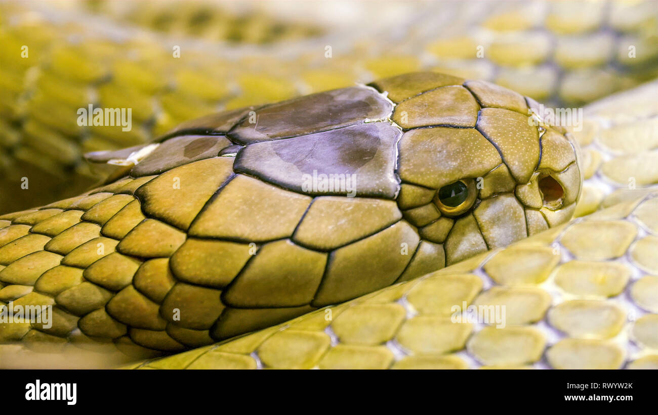 Verde brillante e scale di re cobra accartocciamento sull'erba. Questa specie è i mondi più lungo serpente velenoso con una lunghezza fino a 18,5 a 18,8 F Foto Stock