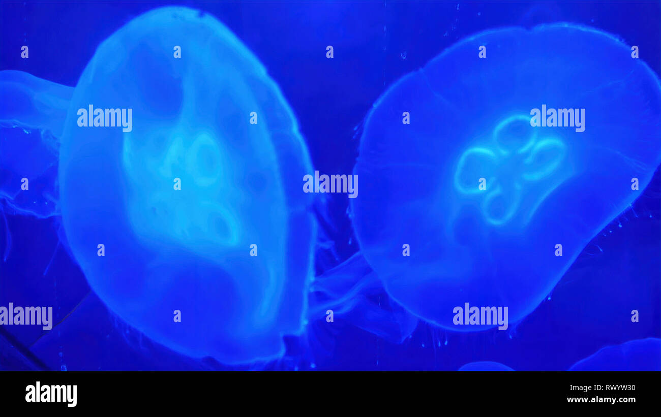 Due meduse nuotare in acque blu Foto Stock