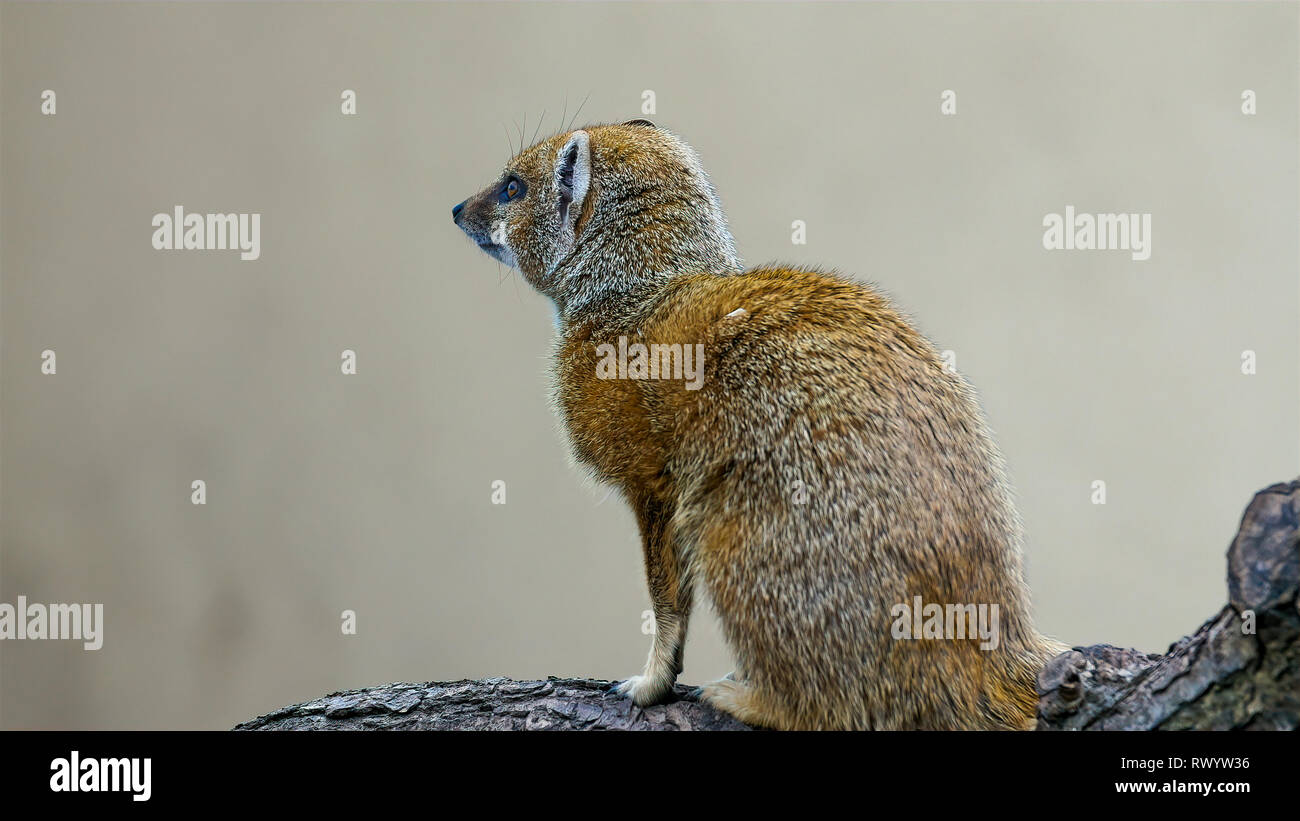 Bianco marrone fury piccolo animale che assomiglia a una volpe. Il piccolo animale si sta guardando attorno alla zona con i suoi occhi aperti Foto Stock
