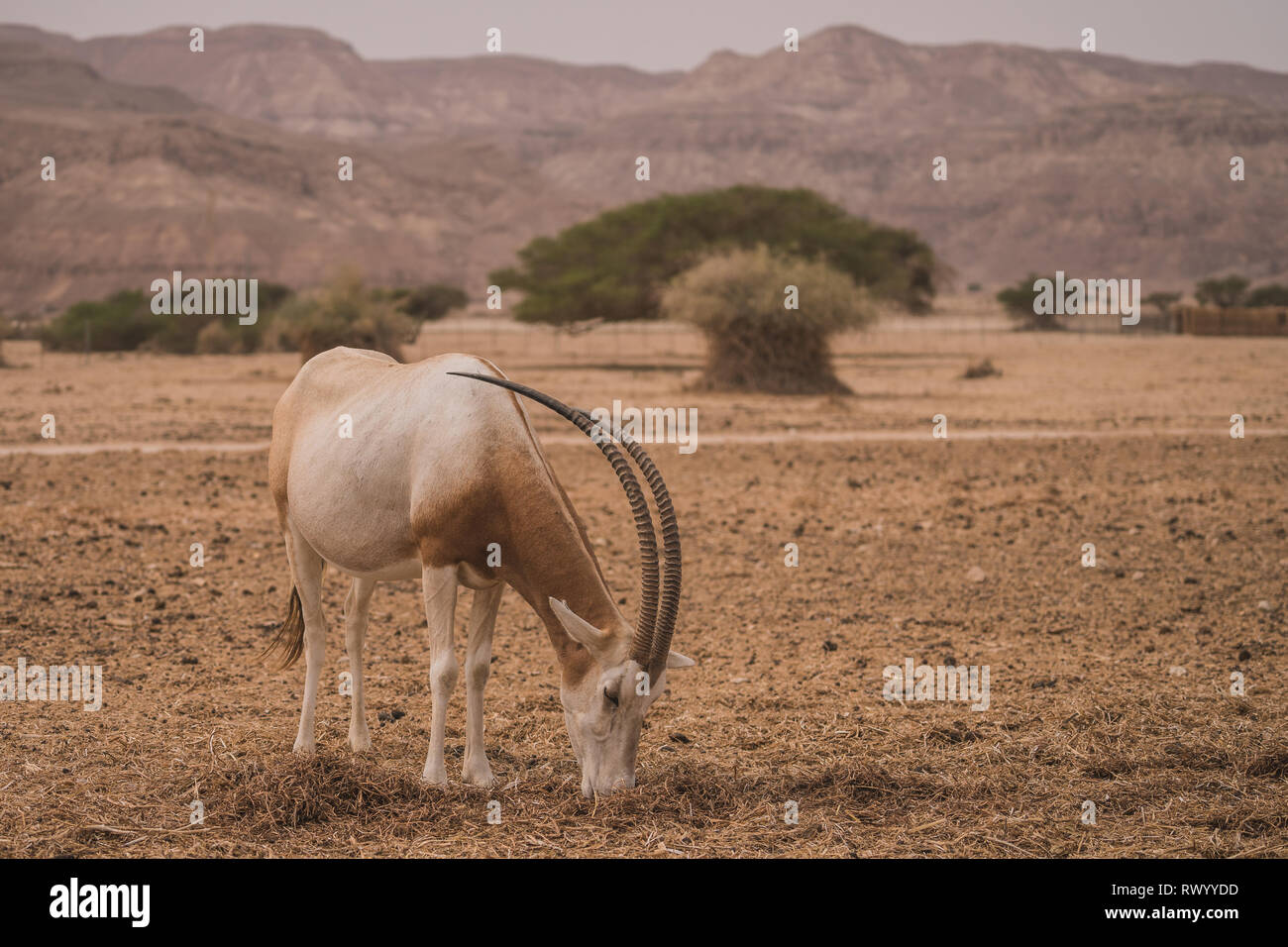 Antilope in dessert di Israele Foto Stock