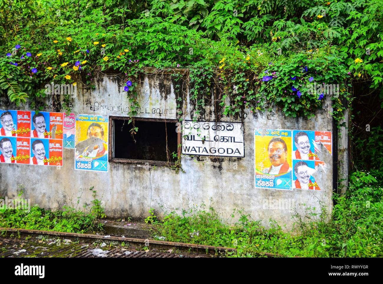 Sri Lanka manifesti politici e gloria di mattina, dalla costruzione di linee ferroviarie, Watagoda, Sri Lanka Foto Stock