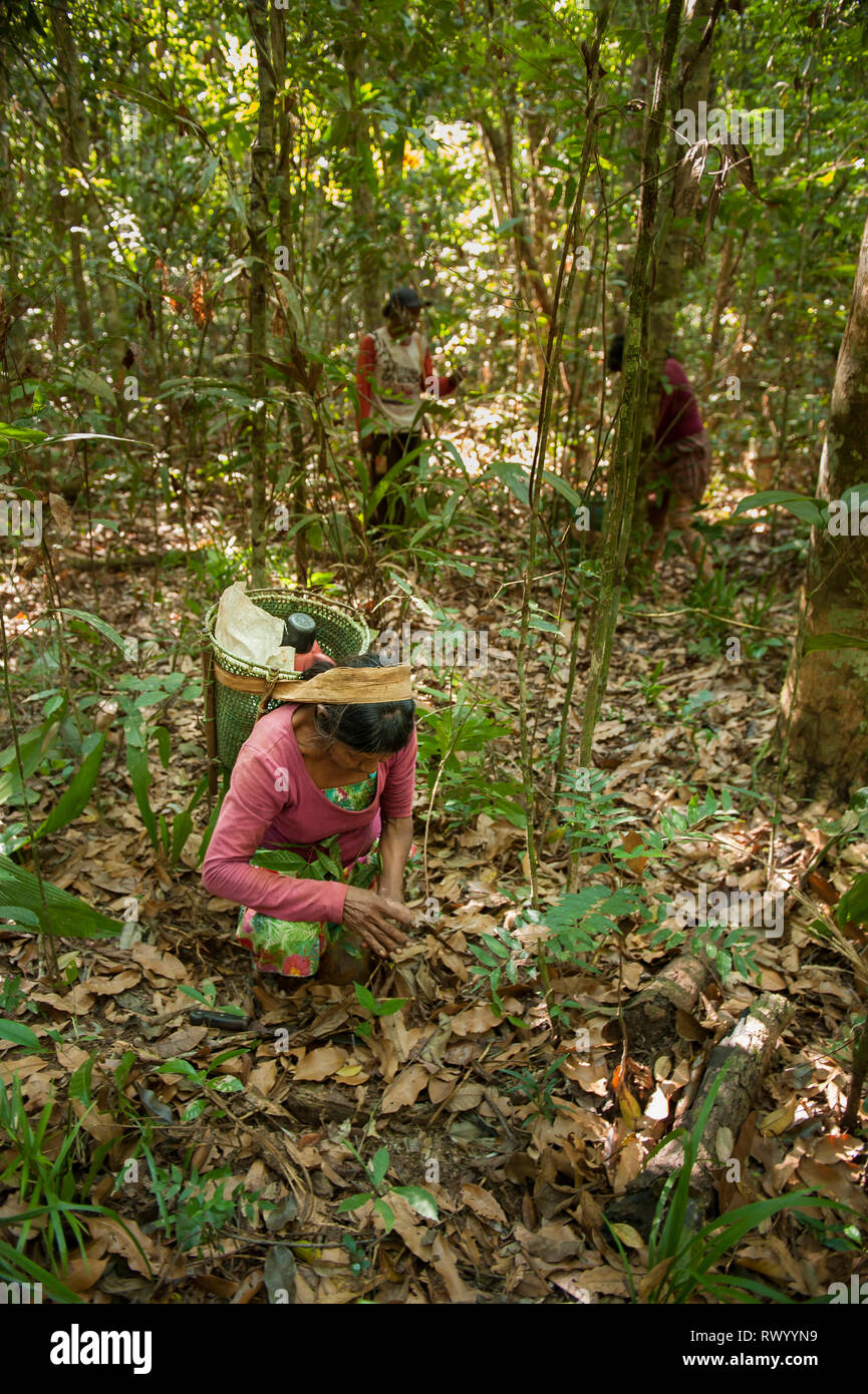 Mato Grosso Membro, Brasile. Un Kayapo donna indiana con un design tradizionale cestello, ma fatta di plastica nastro di rilegatura, raccoglie Cumaru (Dipterix odorata Foto Stock