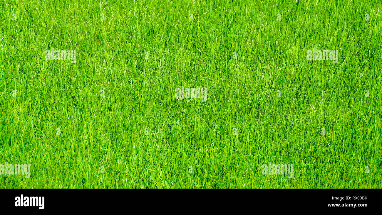 Prato consistenza naturale. Erba verde dello sfondo. Foto Stock