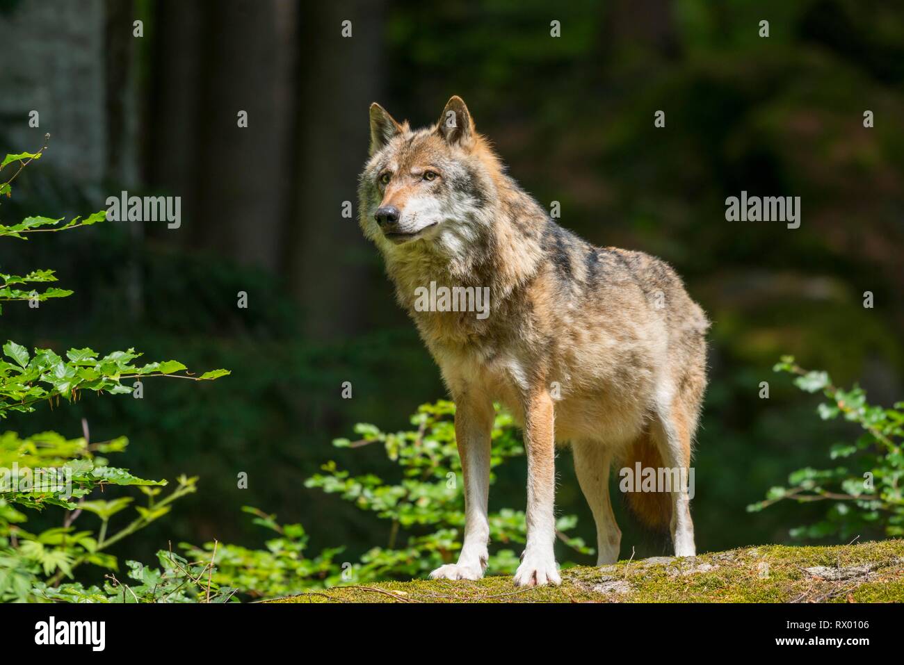 Lupo (Canis lupus), guarda con attenzione, prigionieri Parco Nazionale della Foresta Bavarese, Baviera, Germania Foto Stock