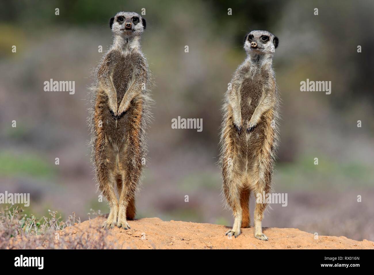 Due Meerkats (Suricata suricatta), adulto in posizione eretta, avviso, Oudtshoorn, Western Cape, Sud Africa Foto Stock