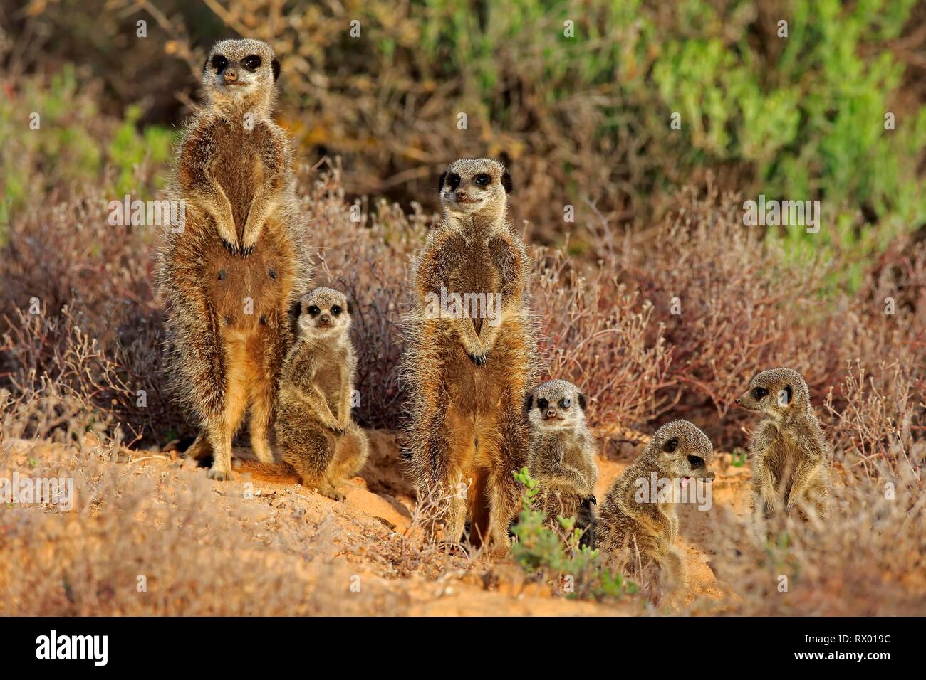 Meerkats (Suricata suricatta), Adulto con animali giovani, Oudtshoorn, West Cape, Sud Africa Foto Stock