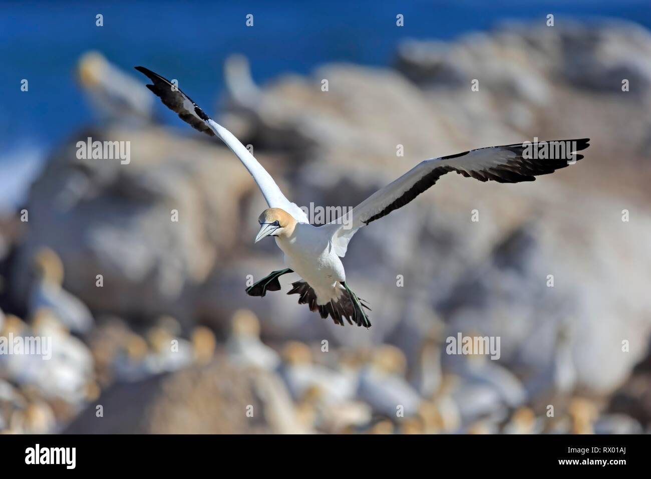 Cape Gannet (Morus capensis), Adulto volando sopra la colonia di uccelli, Lamberts Bay, Western Cape, Sud Africa Foto Stock