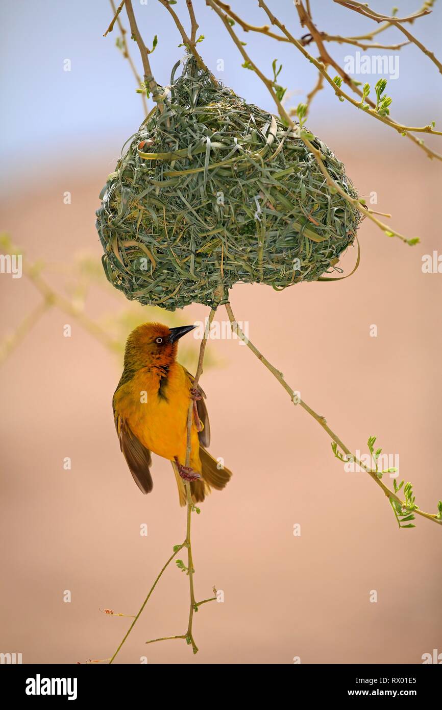 Cape Weaver (Ploceus capensis), adulto maschio, pende sul nido, courtshiping, piccolo Karoo, Western Cape, Sud Africa Foto Stock