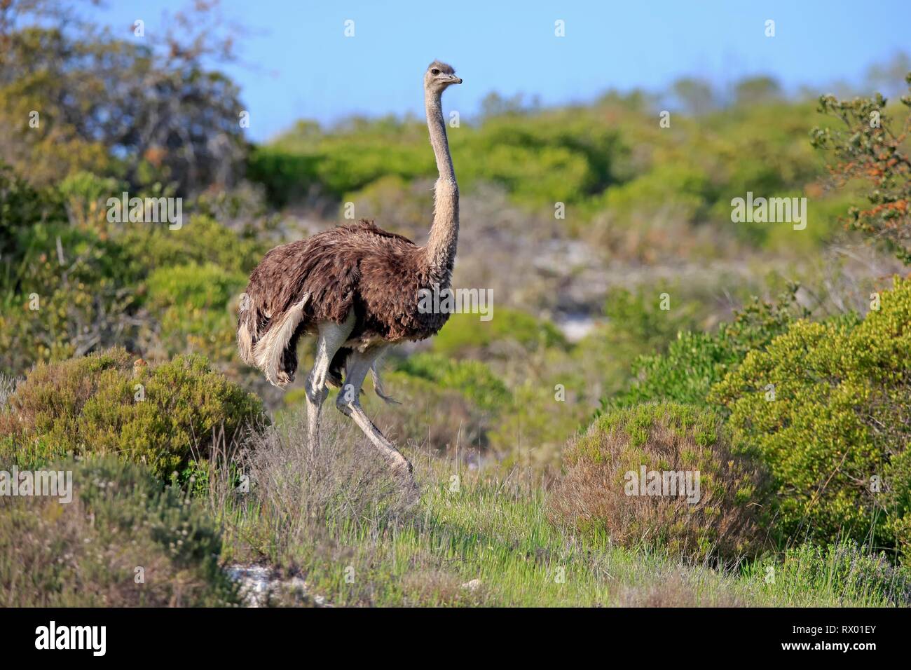 Struzzo Sudafricano (Struthio camelus australis), femmina adulta in esecuzione, West Coast National Park, Western Cape, Sud Africa Foto Stock