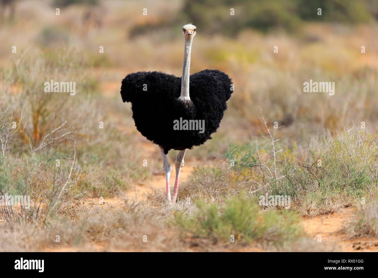 Struzzo Sudafricano (Struthio camelus australis), adulto maschio, piccolo Karoo, Western Cape, Sud Africa Foto Stock