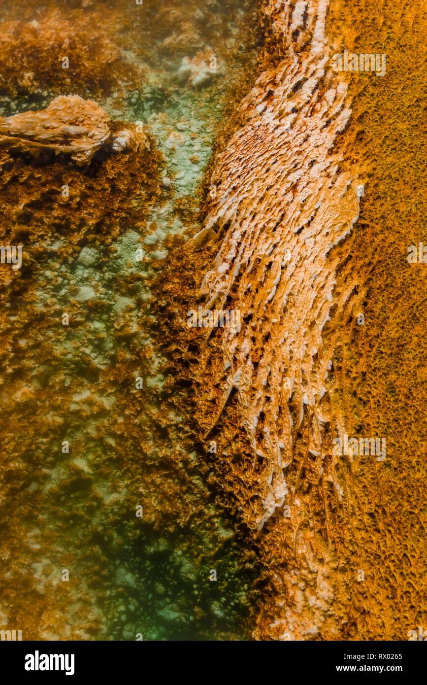 Dettaglio foto, primavera calda con orange di depositi di minerali e alghe, molle tavolozza, terrazzi superiori, Mammoth Hot Springs Foto Stock