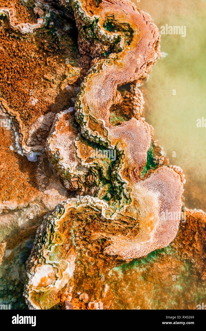 Dettaglio foto, primavera calda con orange di depositi di minerali e alghe, molle tavolozza, terrazzi superiori, Mammoth Hot Springs Foto Stock